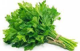 Coriander