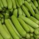Bottle Gourd