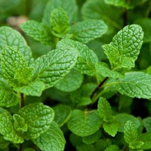 Mint Leaves