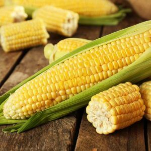 american sweet corn