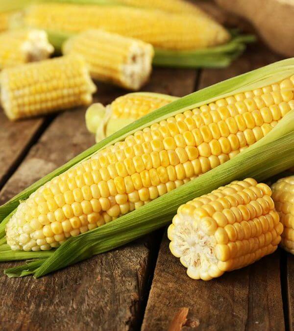 american sweet corn